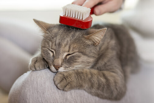 猫尿中的晶体以及如何处理它们
